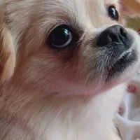 پامر دوساله نر