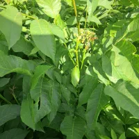 درخت  گردو خوشه ی|خدمات باغبانی و درختکاری|مرند, |دیوار