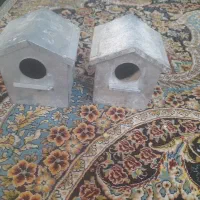 لونه فنج وقناری