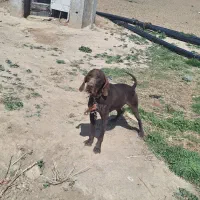 واگذاری سگ شکاری سیخور