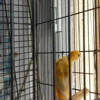 قناری ماده|پرنده|اردبیل, |دیوار