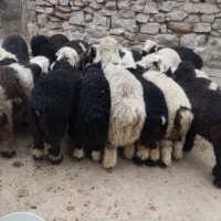 گوشت کشتار روز خورشتی و کبابی|حیوانات مزرعه|مسجد سلیمان, |دیوار
