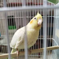 چند جفت عروس هلندی فروش و معاوضه