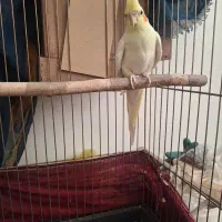 یک جفت عروس هلندی مولد|پرنده|پاکدشت, پاکدشت (مامازند)|دیوار