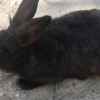 خرگوش بازی گوش|موش و خرگوش|شاهین‌شهر, گزبرخوار|دیوار