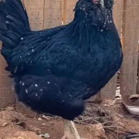 تخم مرغ گلین از مولدین فول کیفیت