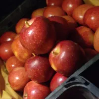 فروش ویژه سیب قرمز شیشه ای|خوردنی و آشامیدنی|شیراز, شهرک فرهنگیان|دیوار