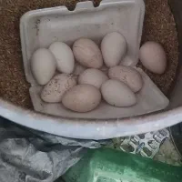 تخم بوقلمون 35