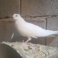 کبوتر ملقی|پرنده|ارزوئیه, |دیوار