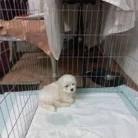 سگ مالتی کراس ۳ ماهه|سگ|ری, ظهیرآباد|دیوار