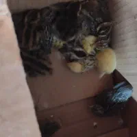 بلدرچین معمولی و مینیاتوری سه عدد کالفرنیا موجود|پرنده|رشت, علی آباد|دیوار