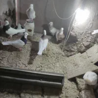 کبوتر طوقی وپارپارلی ودمی|پرنده|خسروشاه, |دیوار