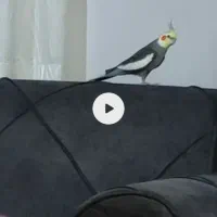 گمشده.|حیوانات|کرمانشاه, |دیوار