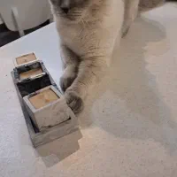 گربه نر عقیم شده|گربه|فردیس, منظریه|دیوار