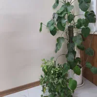 گلدان طبیعی