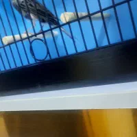 قناری نر توسی مست|پرنده|حمیدیه, |دیوار