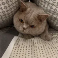 گربه های اسکاتیش و برتیش|گربه|اهواز, کوروش|دیوار