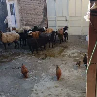 ۸راس میش و ۸راس بره