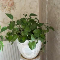 گل آپارتمانی همراه گلدون و پایه|گل و گیاه طبیعی|کرج, گوهردشت|دیوار