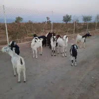 بز...|حیوانات مزرعه|فردوس (خراسان), |دیوار