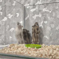 همستر کمپل بازیگوش