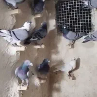 28تا کبوتر پلاکی پرشی