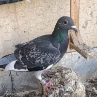 سبز پلاکی صید