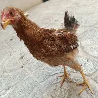 نیمچه مرغ چهار ماهه