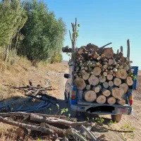چوب خریده انواعه تخته تیر و درخت باغات و غیره