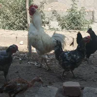 مرغ و خروس گلین|حیوانات مزرعه|کرج, ملک‌آباد|دیوار