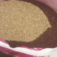 بذر یونجه ایرانشهری