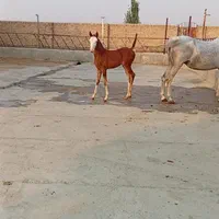 اسب|حیوانات مزرعه|تهران, شهرک غرب|دیوار