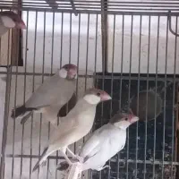 جفتی ۲میلیون