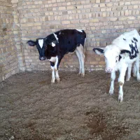 گوساله نر