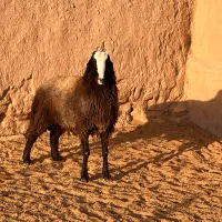 قوچ دو دندان شیشک شال