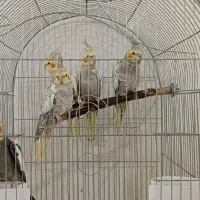 شش عدد عروس هلندی بالغ