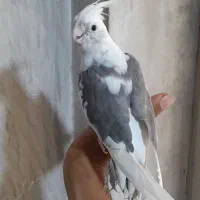 عروس هلندی نر بالغ البینو دوکت|پرنده|مشهد, طرق|دیوار