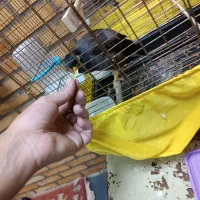 مرغ مینا موقعیت شهر ری