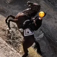 اسب مادیون کرد پر خون|اسب و تجهیزات اسب‌سواری|ساوه, |دیوار