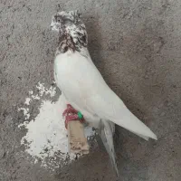 نر کله دومی کلکسیونی