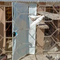 کفتر یا کبوتر خوب یجا|پرنده|پاکدشت, پاکدشت (مامازند)|دیوار