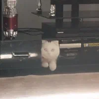 واگذاری گربه اسکاتیش