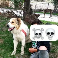 سگ نصل دار ترکمن آلابای
