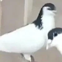 کفتر گل پنبهی