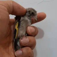 جوجه سهره رسمی قواره دار با قفس