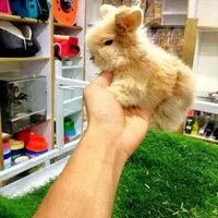 خرگوش مینیاتوری|موش و خرگوش|تهران, سلسبیل شمالی|دیوار