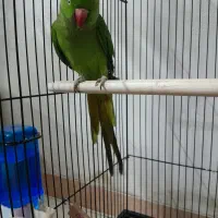 طوطی ملنگو نر سخنگو