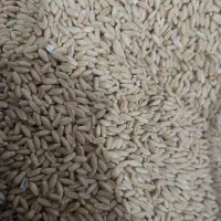 گندم دیم باران