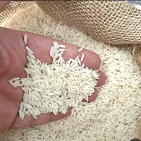 برنج طارم هاشمی،ندا،فجرسوزنی،سر لاشه