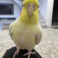 عروس هلندی سخنگو